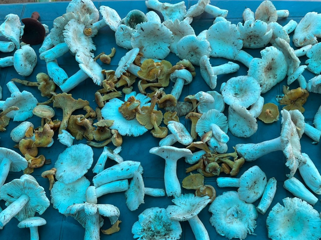 langtang mushrooms1697129913.jpg